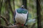 New Zealand native pigeon, Kererū - Photo Credit: Photo by Tony Stoddard on Unsplash