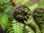 tree fern fond, also called Koru - Photo Credit: Photo by Sebastian Schuster on Unsplash