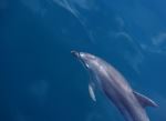 Dolphin - Photo Credit: Photo by Jen Milius on Unsplash