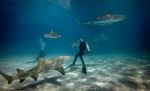 Diving with sharks - Photo Credit: Photo by Gerald Schömbs on Unsplash