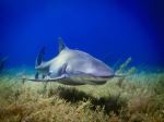 Lemon Shark - Photo Credit: Photo by Gerald Schömbs on Unsplash