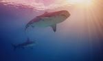 Tiger shark, hammerhead shark - Photo Credit: Photo by Gerald Schömbs on Unsplash