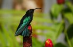 Purple-throated carib - Photo Credit: Photo by Adrien Stachowiak on Unsplash