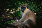Monkey - Photo Credit: Photo by Chloe Christine on Unsplash