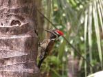 Black rumped flameback - Photo Credit: Photo by Atharva Kanekar on Unsplash