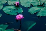 Boga Lake - Photo Credit: Photo by Neha Maheen Mahfin on Unsplash