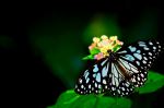  Photo Credit: Photo by Nilu Gunaratne on Unsplash