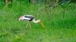 Painted Stork - Photo Credit: Photo by Mosharraf Hossain on Unsplash