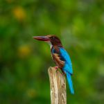 King Fisher - Photo Credit: Photo by Thomas Maximilian Lener on Unsplash