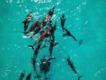 Dolphins - Photo Credit: Photo by Adam Lisan on Unsplash