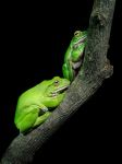 Schlegel's Green Tree Frog - Photo Credit: Photo by William Warby on Unsplash