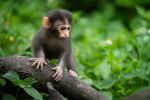 Formosan rock macaque - Photo Credit: Photo by Y S on Unsplash