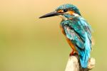 Blue Kingfisher - Photo Credit: Photo by Boris Smokrovic on Unsplash