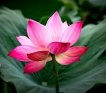  Photo Credit: Photo by Quang Nguyen Vinh on Unsplash