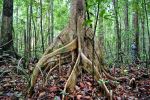 Peat swamp forest - Photo Credit: Photo by Ken Shono on Unsplash