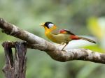 Silver Eared Mesia - Photo Credit: Photo by Hongbin on Unsplash