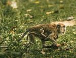 Long-tailed macaque - Photo Credit: Photo by David Waite on Unsplash