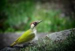 Picus viridis viridis - Photo Credit: Photo by Vidar Nordli-Mathisen on Unsplash