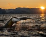 Whale - Photo Credit: Photo by Bart on Unsplash