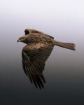 Black Kite - Photo Credit: Photo by Christoph Nolte on Unsplash
