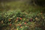 Lingonberry - Photo Credit: Photo by Malin K. on Unsplash
