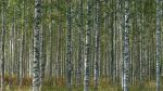 Birch forest - Photo Credit: Photo by Elisa on Unsplash