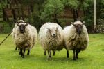 Sheep - Photo Credit: Photo by Jasper Gribble on Unsplash