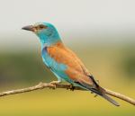 European Roller - Photo Credit: Photo by Zdeněk Macháček on Unsplash