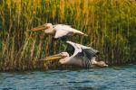 Pelicans in the Danube Delta - Photo Credit: Photo by CALIN STAN on Unsplash