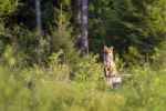 Red Fox (Vulpes vulpes) - Photo Credit: Photo by Erik Karits on Unsplash