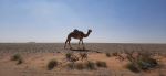 Camel in Ibri - Photo Credit: Photo by Jayachandran VS on Unsplash