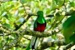 Quetzal - Photo Credit: Photo by Aleksandar Popovski on Unsplash