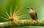 Black-cheeked woodpecker - Photo Credit: Photo by Zdeněk Macháček on Unsplash