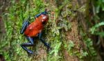 Blue Jeans Frog - Photo Credit: Photo by William Warby on Unsplash