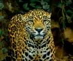 Jaguar - Photo Credit: Photo by Hunter Masters on Unsplash