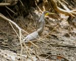 Tiger heron - Photo Credit: Photo by Abhi Verma on Unsplash