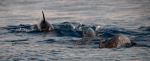 spotted dolphins - Photo Credit: Photo by Bernd 📷 Dittrich on Unsplash
