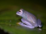 Granular Glass Frog - Photo Credit: Photo by Hugo Brightling on Unsplash