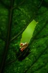 Redeyed frog - Photo Credit: Photo by Birger Strahl on Unsplash