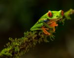 Red-eyed Tree Frog - Photo Credit: Photo by Zdeněk Macháček on Unsplash