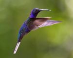 Violet Sabrewing - Photo Credit: Photo by Zdeněk Macháček on Unsplash