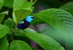 Blue-necked Tanager - Photo Credit: Photo by Zdeněk Macháček on Unsplash