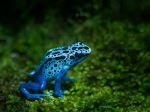 Blue Poison Dart Frog - Photo Credit: Photo by William Warby on Unsplash