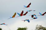 Macaws - Photo Credit: Photo by Britt Weckx on Unsplash