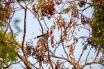Red-crested cardinal - Photo Credit: Photo by Federico Fretes on Unsplash