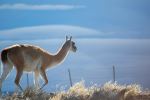 Wild Guanaco - Photo Credit: Photo by Felipe Demolin on Unsplash