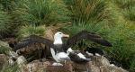 Nesting Albatross - Photo Credit: Photo by Lesly Derksen on Unsplash