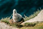 Albatross chick - Photo Credit: Photo by Rod Long on Unsplash