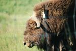 Musk Ox - Photo Credit: Photo by Leo Heisenberg on Unsplash