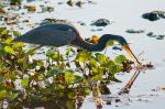 Great Blue Heron - Photo Credit: Photo by David Adamson on Unsplash